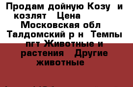 Продам дойную Козу  и козлят › Цена ­ 4 000 - Московская обл., Талдомский р-н, Темпы пгт Животные и растения » Другие животные   